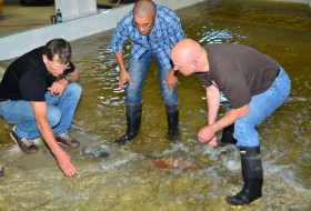 Nybrufossen Whitewater Park - © Odd Resser